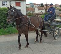 Vente de poney