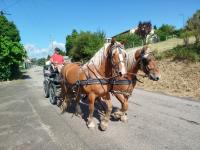 Vente de cheval : Malabar et Marielle