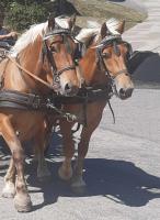 Vente de cheval : Larsne et Lagavuline