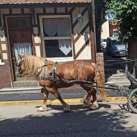 Vente de cheval : Image