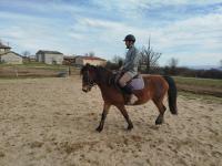Vente de poney