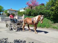 Vente de cheval : Malabar