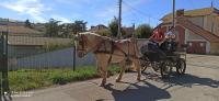 Vente de cheval : Lhny