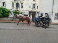 Vente de cheval : Marine