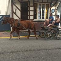 Vente de poney