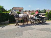Vente de cheval : Magnum