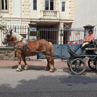 Vente de cheval : Peggy