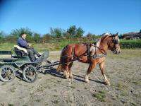 Vente de cheval : Myrtille 30