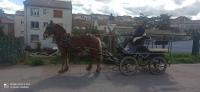 Vente de cheval : Ivoire