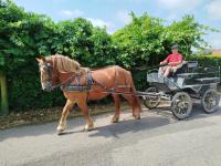 Vente de cheval : Liantine