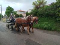 Vente de cheval : Loustic et Lucien