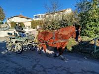 Vente de cheval : Daisye