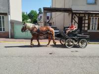 Vente de cheval : Marcel