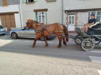 Vente de cheval : Lilas