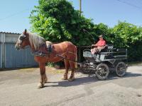 Vente de cheval : Milord