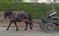 Vente de cheval : Idaho
