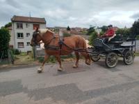 Vente de cheval : Ginie