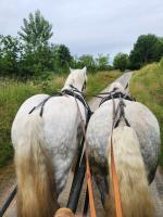 Vente de cheval : gladiator
