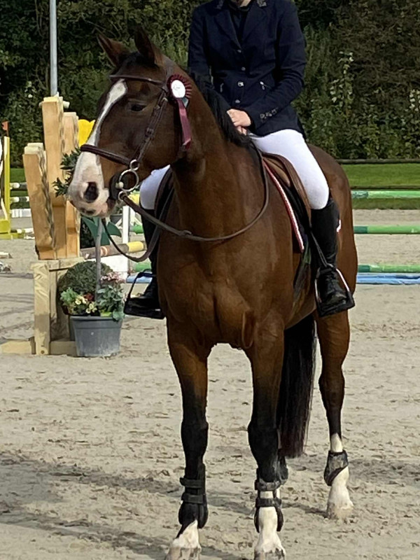 Vente de chevaux