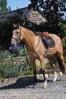 Vente de cheval : Laudanum