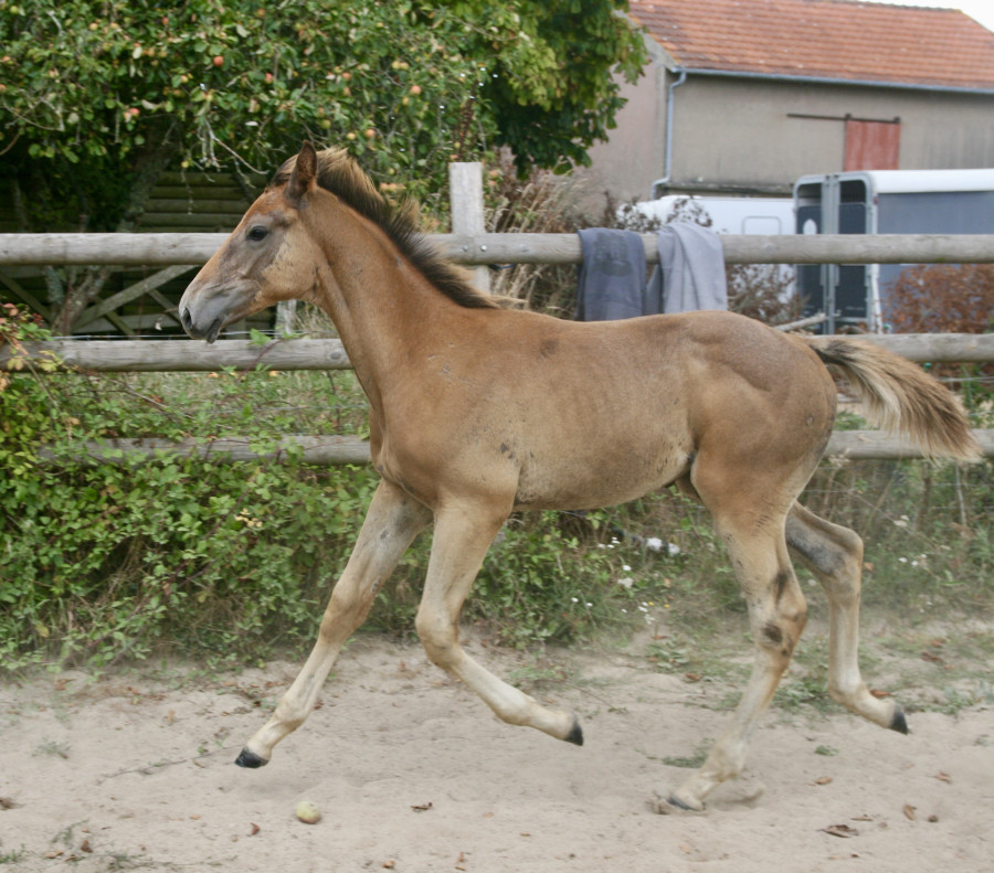 Vente de cheval : Paddy Wish
