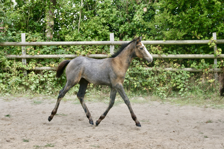 Vente de cheval : Pretty Girl