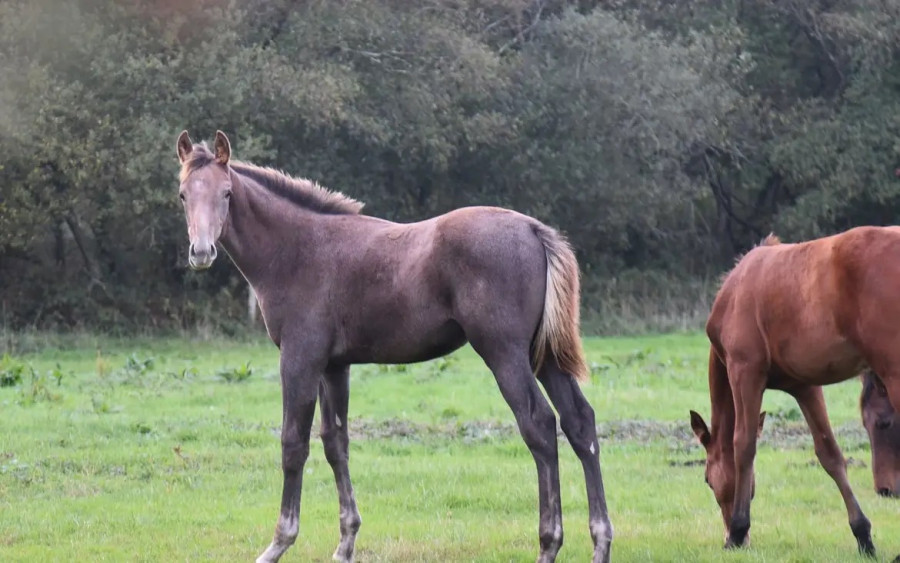 Vente de cheval : Paddy Wish