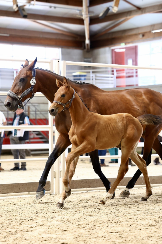 Vente de cheval : Pegasus Wish