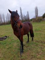 Vente de cheval : Jon Snow d'Aurcy