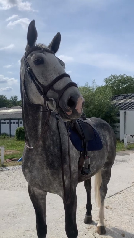 Vente de cheval : Java Van Paemel Z