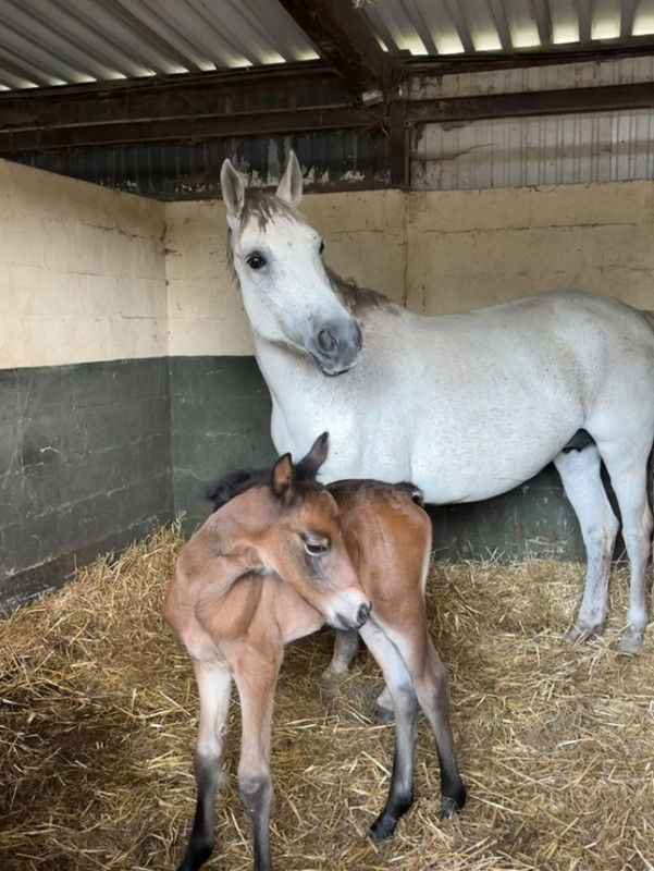Vente de poney
