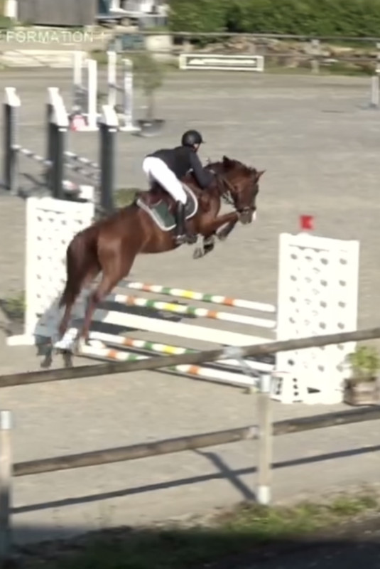 Vente de cheval : Lehka 