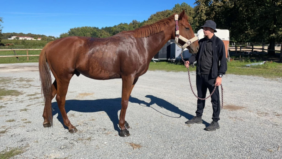 Vente de cheval : Iwoke 