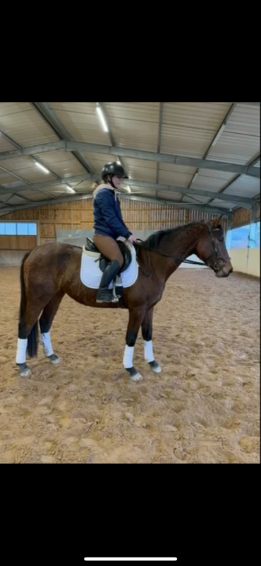 Vente de cheval : Felina mill d?arx 