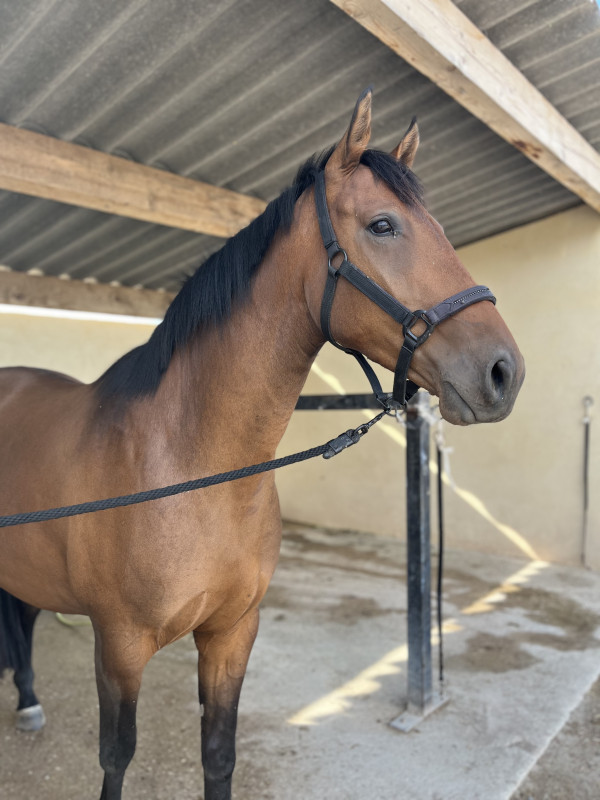 Vente de cheval : Felina mill d?arx 