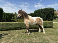 Vente de poney