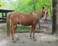 Vente de cheval : Kinder 