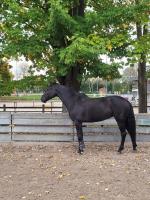 Vente de cheval : Anubis