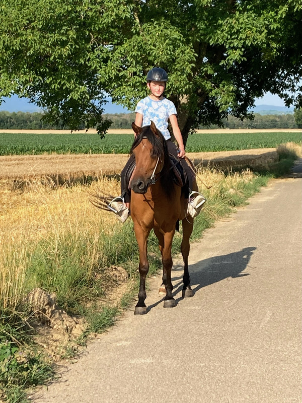 Vente de cheval : Shezarade