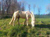 Vente de cheval : Quarter