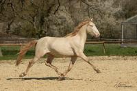 Vente de cheval : Lombardo