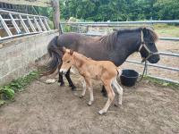 Vente de poney
