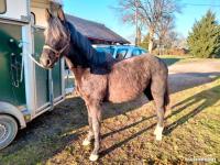 Vente de cheval : LIBERTE DU BEAUCHATEL