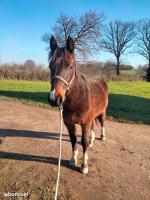 Vente de cheval : LORD DU BEAUCHATEL
