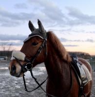 Vente de poney