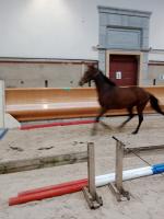 Vente de cheval : frapadingue