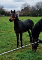 Vente de cheval : Mon Paris de l'Elixir 