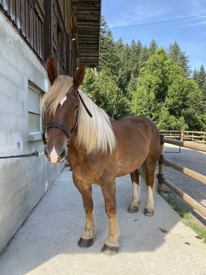 Vente de cheval : Jolycoeur de Clermont 