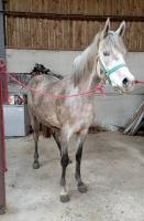 Vente de cheval : Ades du Marronnier