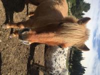 Vente de poney